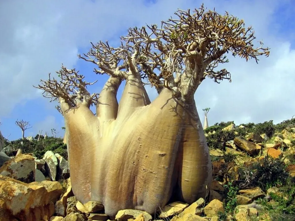 Socotra